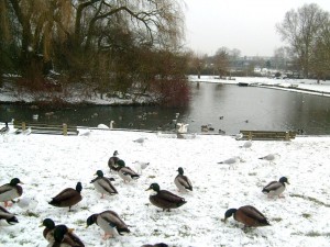 Cutteslowe Park in Winter